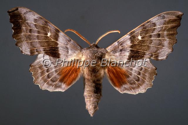 laothoe populi.JPG - Laothoe populiSphinx du peuplierPoplar Hawk mothLepidoptera, SphingidaeFrance